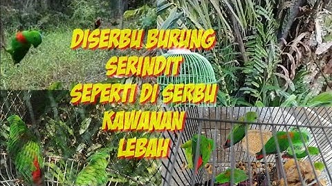 The fun of luring the serindit birds using a net part 2 in the attack of the flock, super serindit