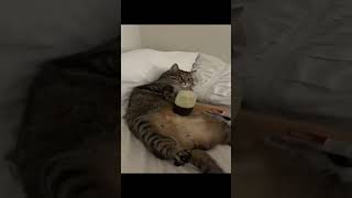 Cat go brrr #music #rap #shortsviral #hiphopmusic #funny #memes #pushit #newmusic