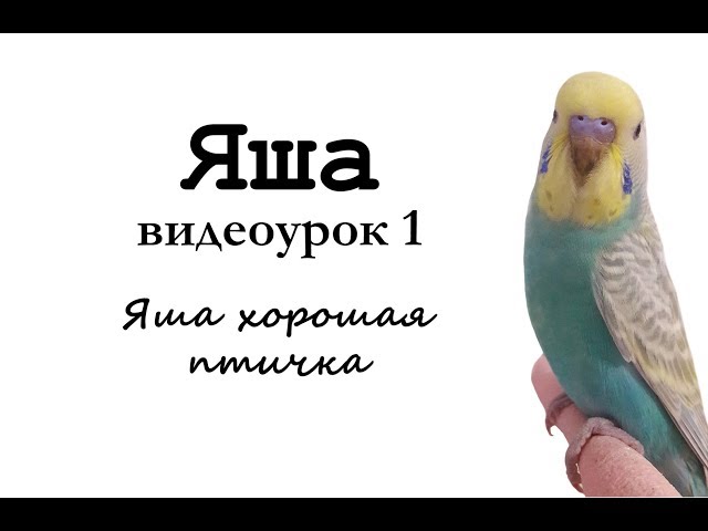 🎤 Учим попугая Яша говорить. Видеоурок 1: Яша хорошая птичка class=