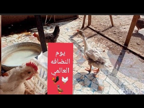 كان لازم اقوم وانضف السطح تنضيف عميق ماكان مليان طين ماحنا داخلين ع صيام