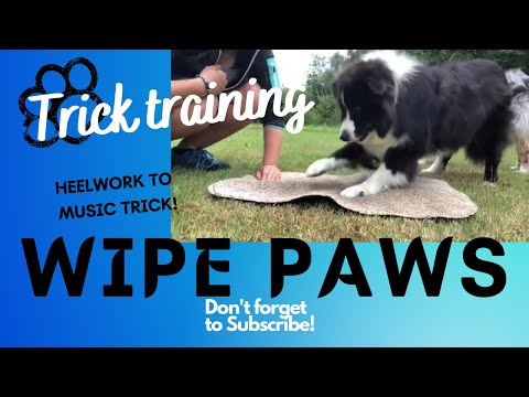 Video: Soggy Doggy Doormats: lugu nende imavate mattide taga määrdunud lemmikloomadele