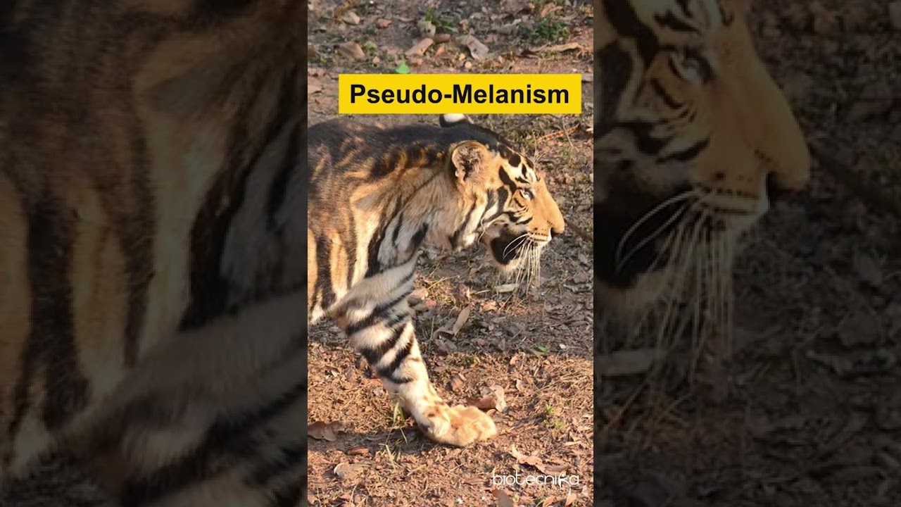 Mystery Behind Rare Black Tiger Spotted in Odisha Revealed