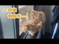子猫達を撮影していたら奇跡が起こりました