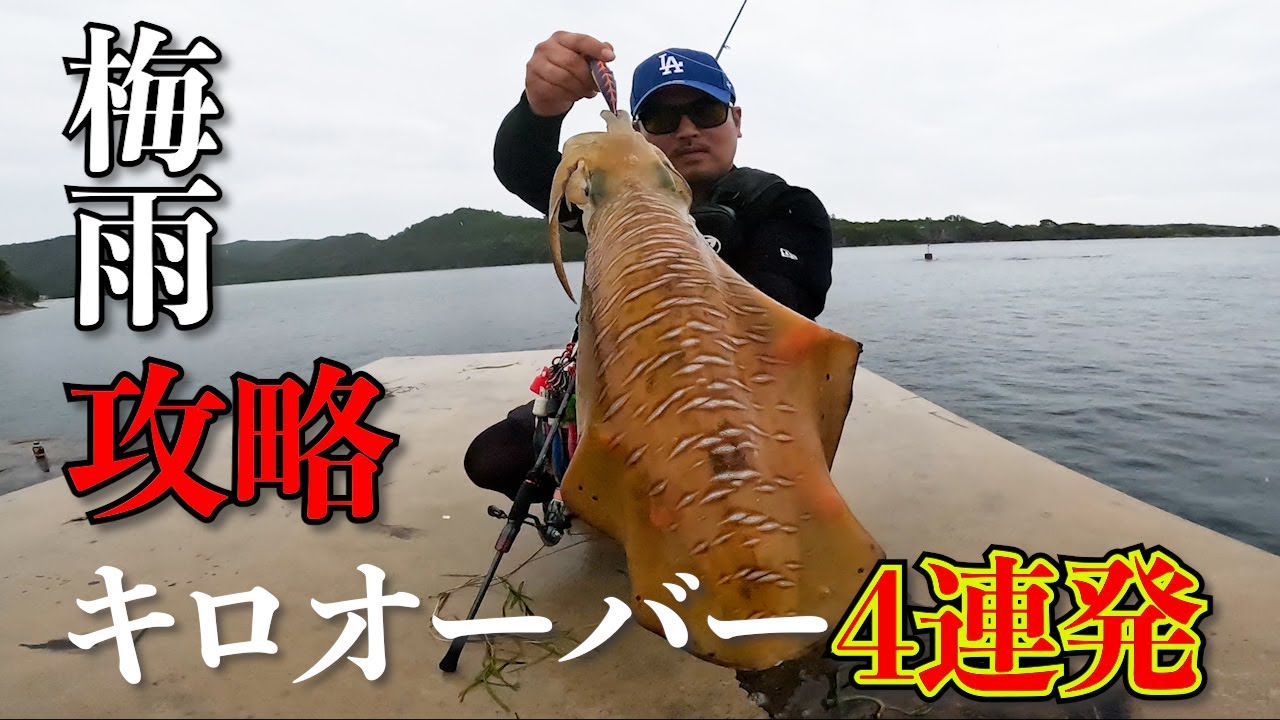 【エギング】初夏は大型アオリイカが連発？初心者でも堤防や磯で手軽にアオリイカが釣れます！！