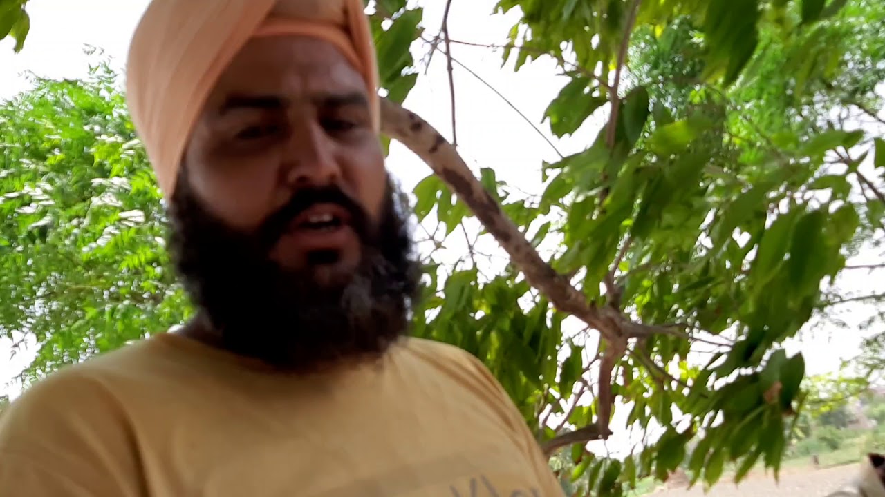 snake rescue team Safidon saap ka joda