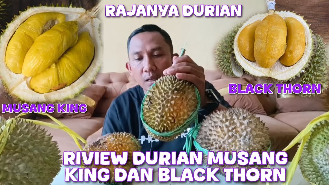 RIVIEW DURIAN MUSANG KING DAN DURIAN BLACK THORN DARI DESA AMPEL SARI DI PASAR BUAH PASREPAN