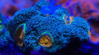 Shallow Reef Tank: Acan Echinata Coral Time Lapse Feeding