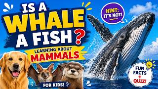 Is a Whale a Fish? 🐋 Learn About Mammals For Kids