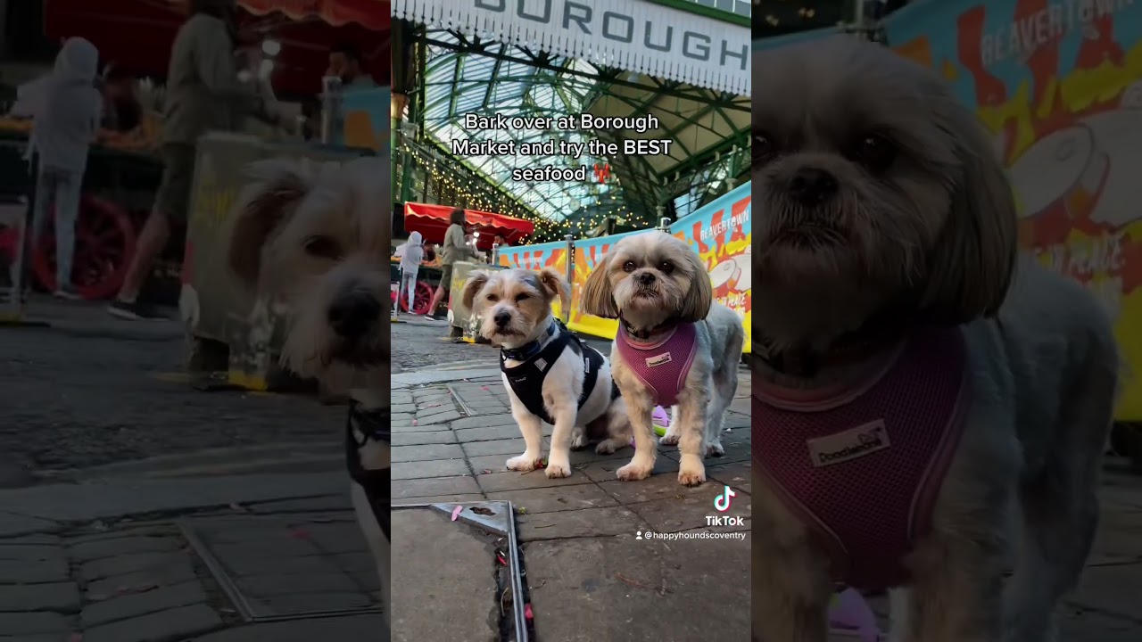 Where to take your dog on their first day trip to London
