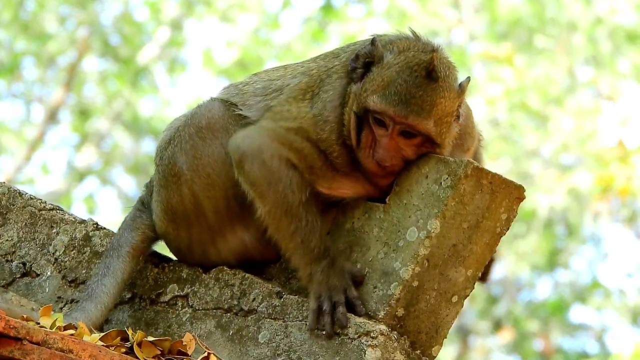 MG, What Sweetpea doing on the top roof?, Sweetpea rides on friend Jack