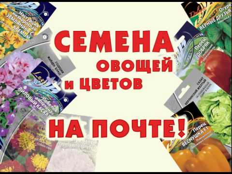 Интернет Магазин Наложенным Платежом Недорогих Семян Интернет Магазин Наложенным Платежом Недорогих Семян
