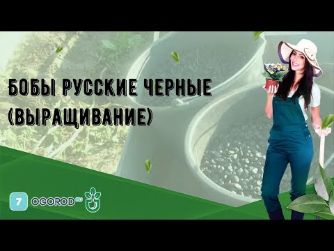 Бобы русские черные (выращивание)