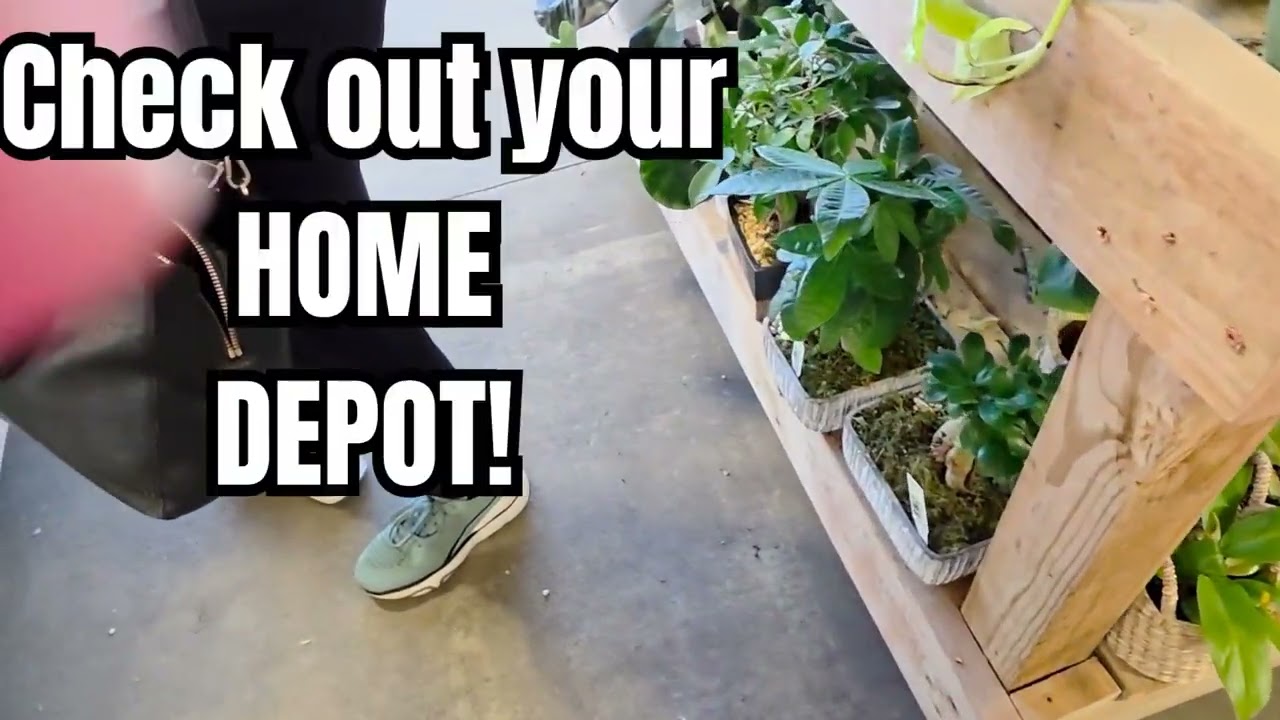 Just browsing houseplants at Home depot ...Whats available?🪴🌵