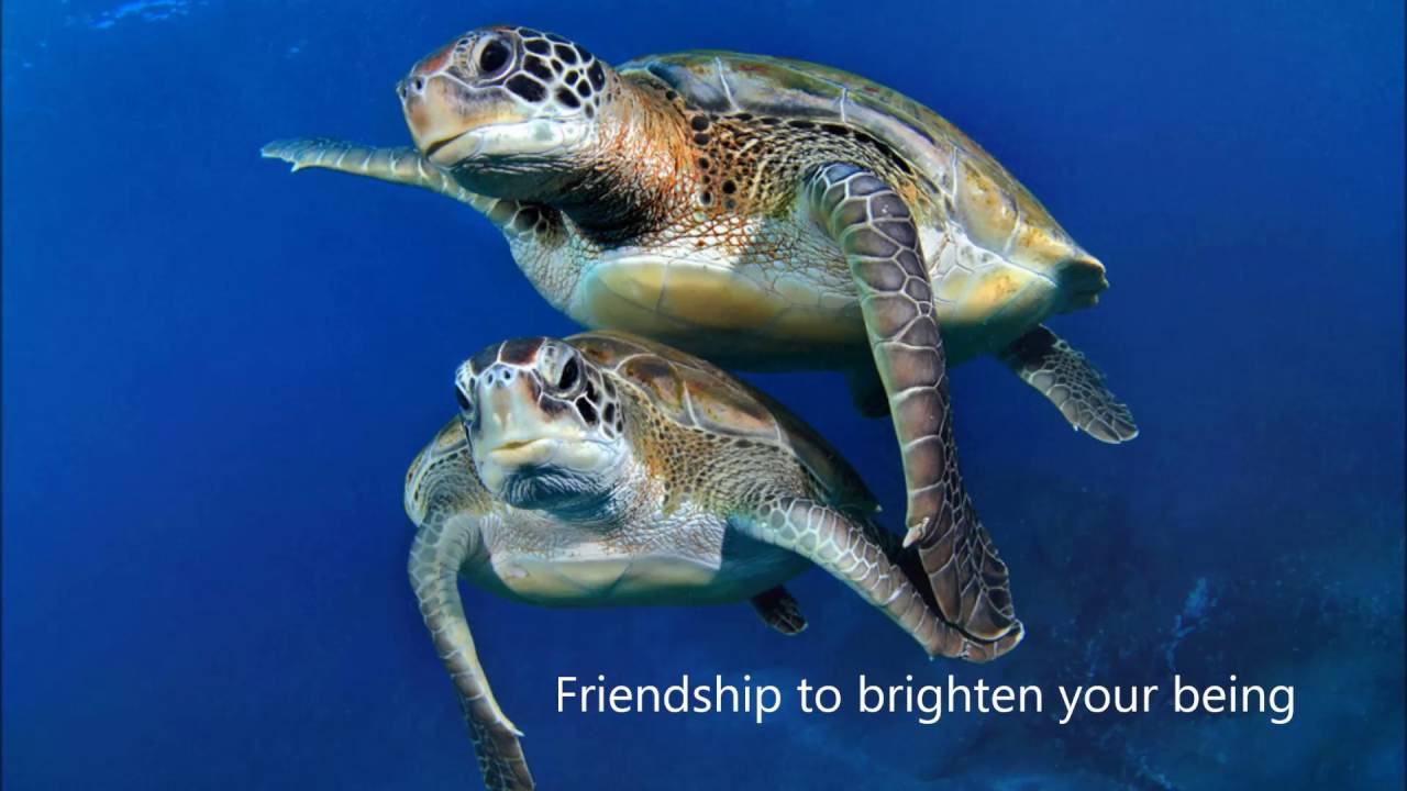 Тортуга черепаха тортуга. Бисса, барбадос. Морская черепаха бисса настоящая каретта. Плавающая в море черепаха. Черепаха каретта-каретта.