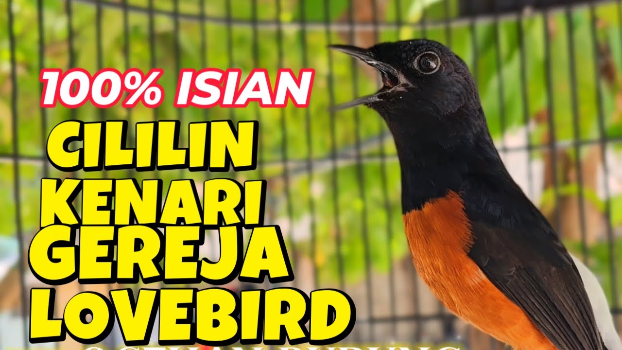 100% LANGSUNG NYAMBER dan NYAUT dengan murai batu ini
