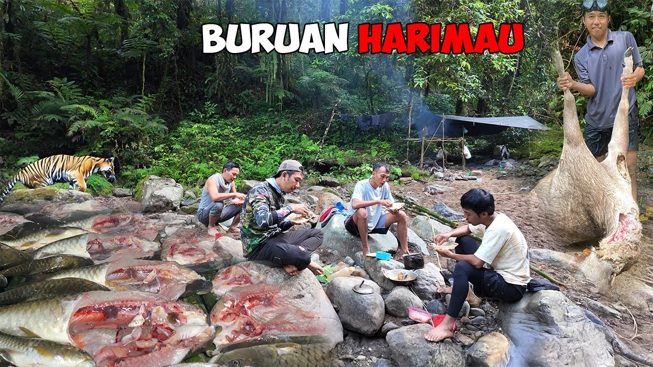Dapat Rusa Tangkapan Harimau Saat Fishing Camping Ke Hutan Rimba?