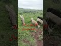 جيل التسعينات بحالي طيحاتو الطيارة ابقى غير امبرقق عينيه البركي اكسبلور الصردي