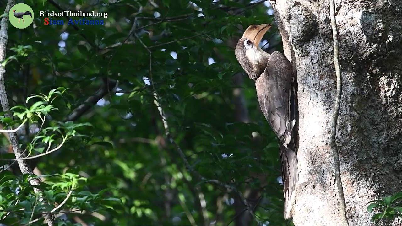 Austen's Brown Hornbill 