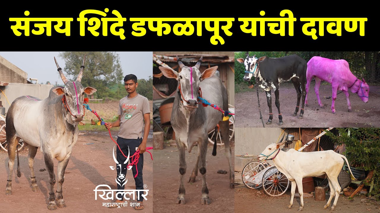 मेथवडे यांच्या सर्जा बैलाची पैदास आणि बरंच काही - डफळापूर | Khillar Maharashtrachi Shaan 2024