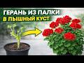 СДЕЛАЙ ЭТО в МАРТЕ с ГЕРАНЬЮ, чтобы куст не желтел зеленел и все лето как не в себя цвел и рос