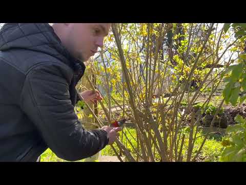 Vidéo: Les forsythias poussent-ils en Floride ?