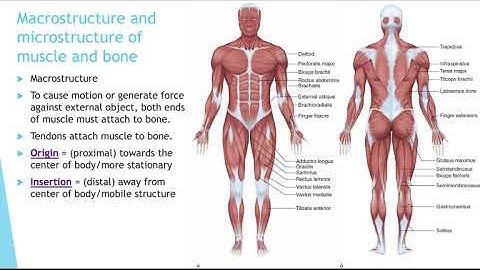 Musculoskeletal - Muscle Part I