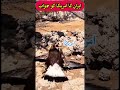 Iran’s Response to US Attack Explained #iranisraelwar #iran #usa #breakingnews
