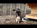 Альфа Волк принял в стаю малыша. Акела терпит выходки щенка волэнда. Собрал немного шерсти.