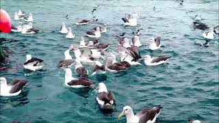 White-capped Albatross