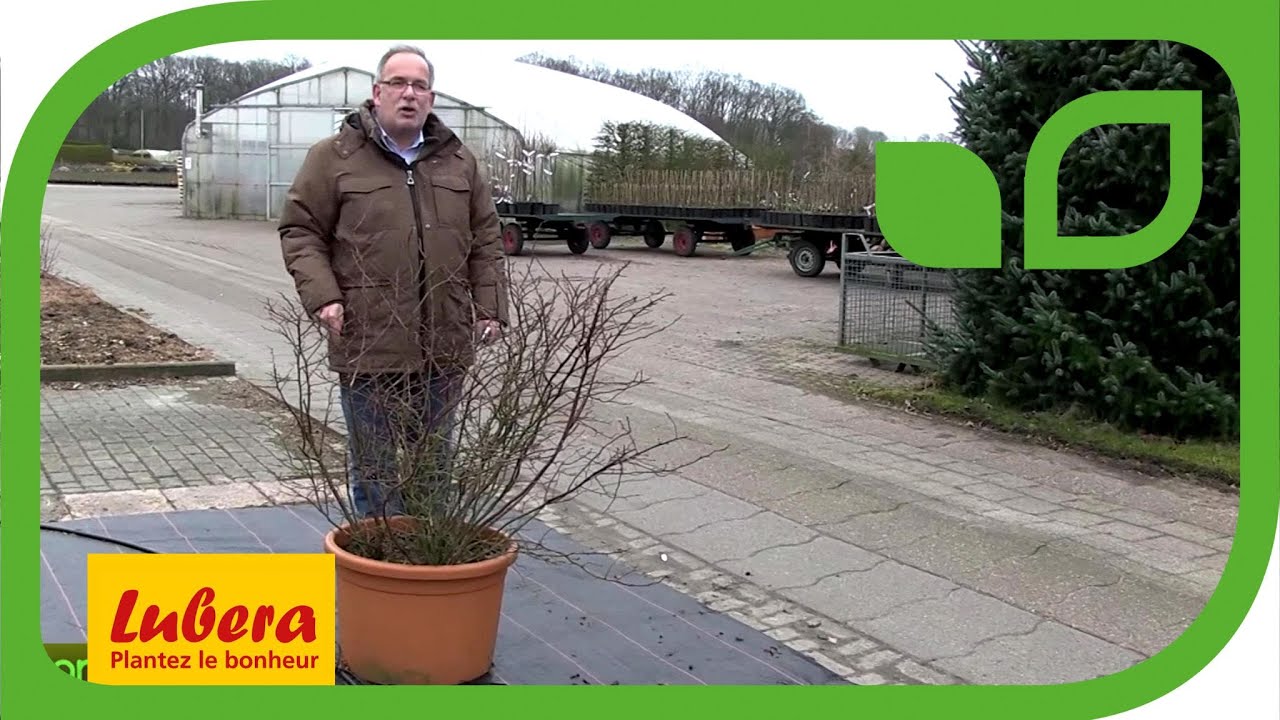 Comment tailler un myrtillier en pot ?