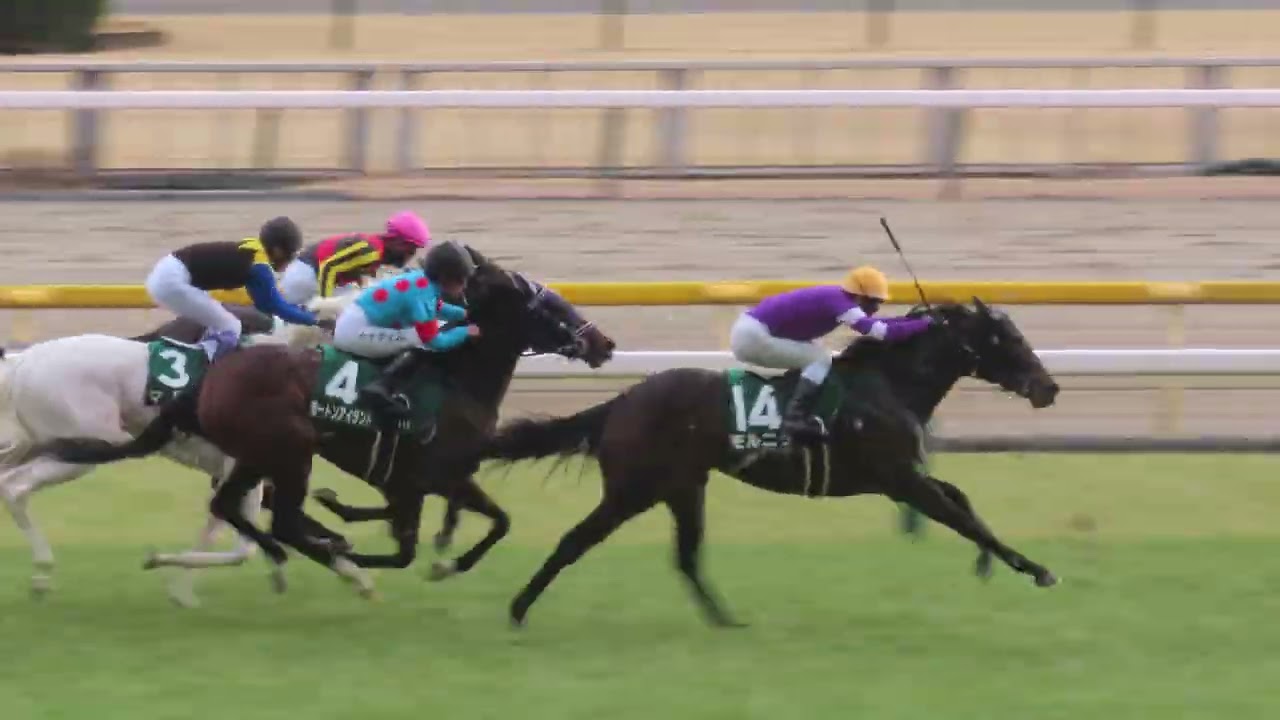 2026年2月14日 東京11R デイリー杯クイーンカップG3 レース モートンアイランド