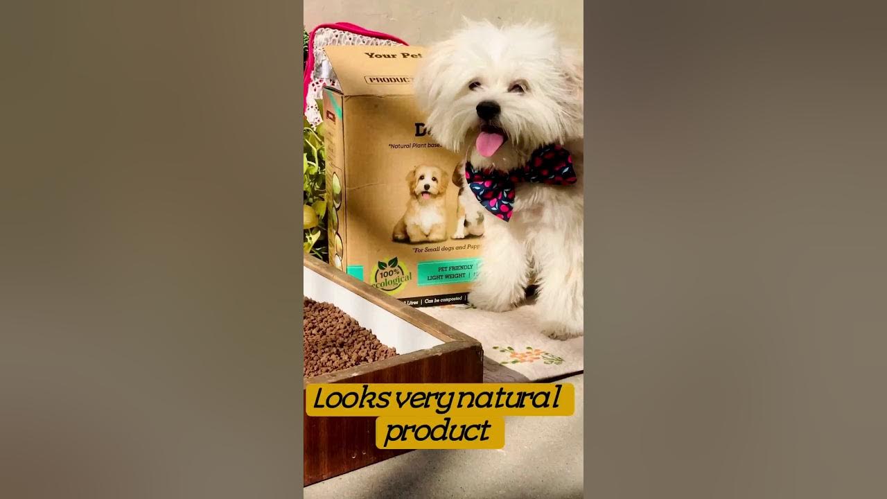 How to Litter Box Train Puppies and Dogs Best Dog Litter Sand on