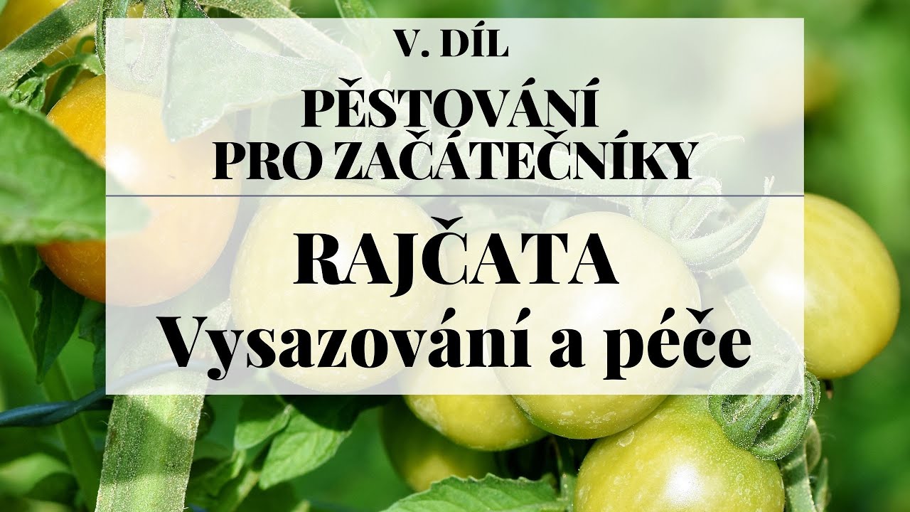 Vysazování, zaštipování a péče o rajčata - Pěstování pro začátečníky 5. díl