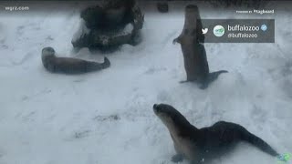 Buffalo Zoo gets festive for the holidays