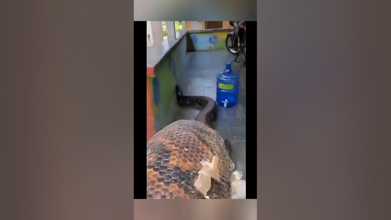 The Longest Snake On Earth YouTube the-longest-snake-on-earth-youtube