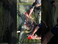 PANJANGNYA PROSES MENCETAK KOI JUMBO BERKUALITAS#shorts