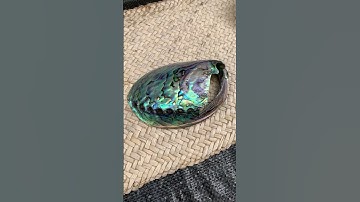 Pāua, the most beautiful abalone shells in the world from Nee Zealand