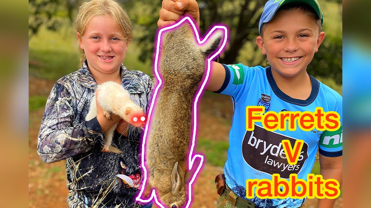 Ferreting Australia - How to catch rabbits with ferrets - YouTube