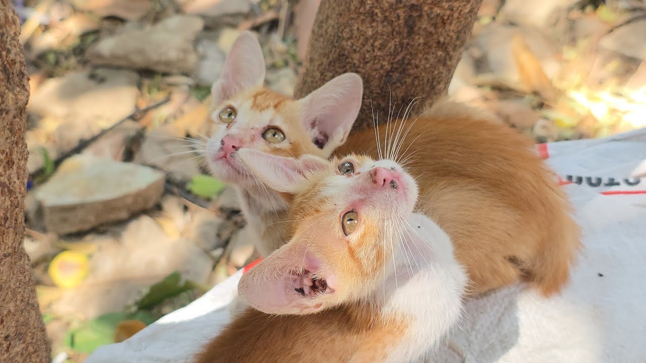 The life of Cat at pagoda 