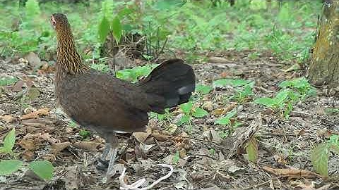 Me nyuam poj qaib txuam qaib qus seev zoo heev(ลูกผสมป่าตัวเมียร้องเรียกหาตัวผู้)