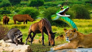 Beautiful Wild Kingdom Real Sounds &amp; Relaxing Nature | Part 6