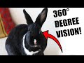 12 Most Fascinating Facts About Rabbits!