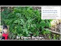 Petik Moringa Oleifera alias Daun Kelor si Daun Sultan