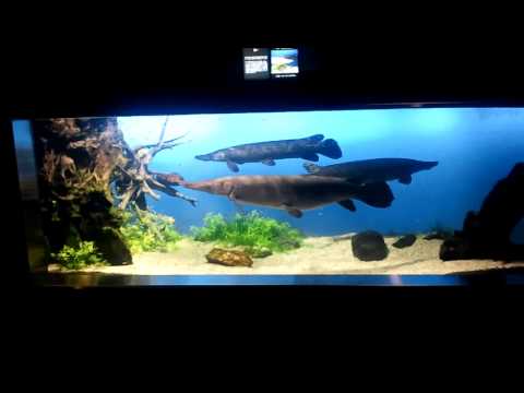 鳥羽水族館 アリゲーターガー Youtube