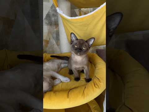 Бурманские котята. Питомник бурманских кошек. #love