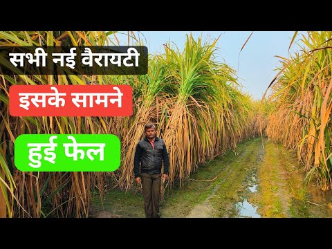 किसान ने गन्ने का निकला रिकॉर्ड तोड़ उत्पादन #farming #ganna #sugercane