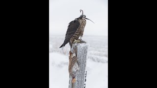 Tiercel Peales First Kill
