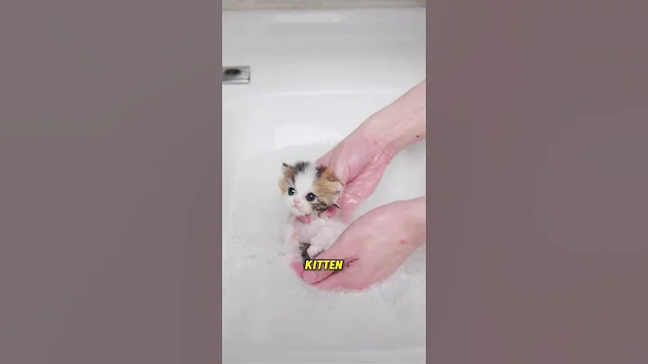 Video 11612251: cat kitten bathing, cat newborn kittens, cat bathing animation