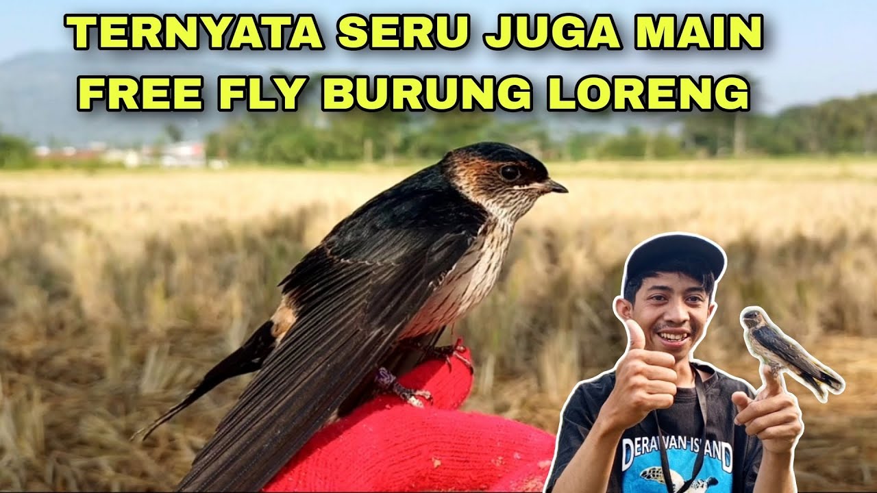 WOW TERNYATA SERU JUGA MAIN FREE FLY BURUNG LORENG !!!!