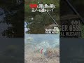 岩陰に隠れる魚、目の前にルアーを通すと…?【エリアミノーイング】#shorts